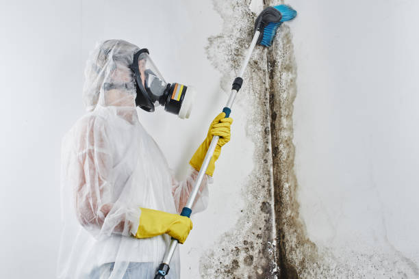Mold Removal Process in Apache Junction, AZ