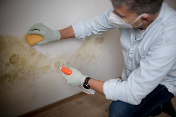 Certified Mold Removal in Apache Junction, AZ
